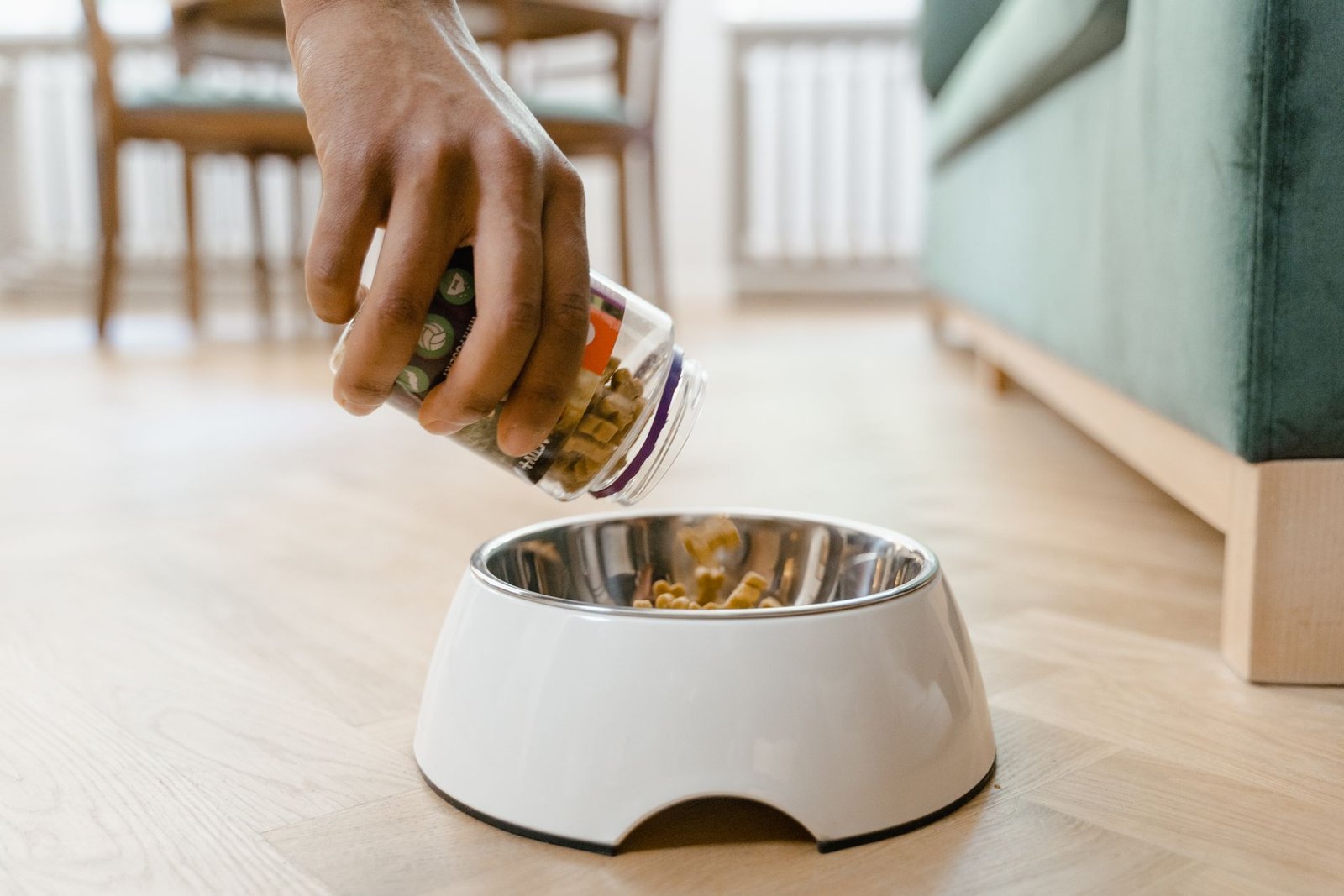 Close-up of a hand pouring dog food from a container into a white dog bowl
