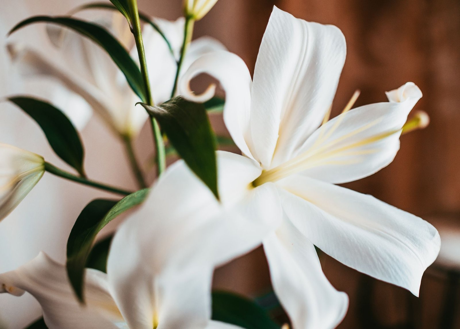 Close-up of white lily flowers