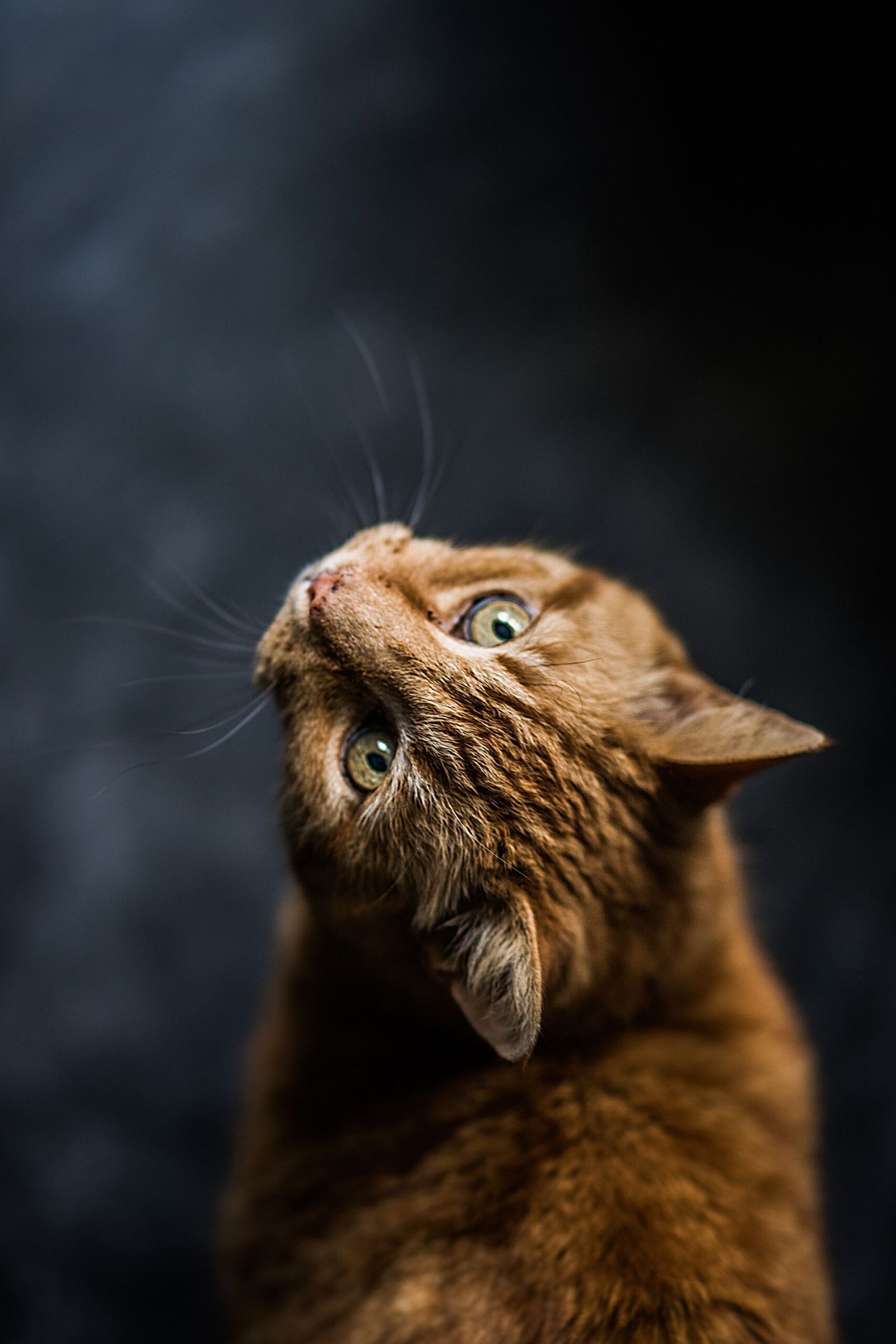 Tabby cat with green eyes looking at the camera