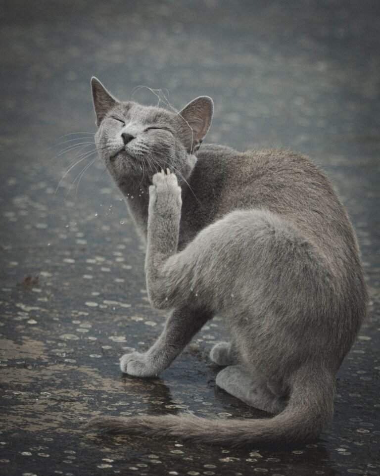 Gray cat scratching an itch on a rainy street