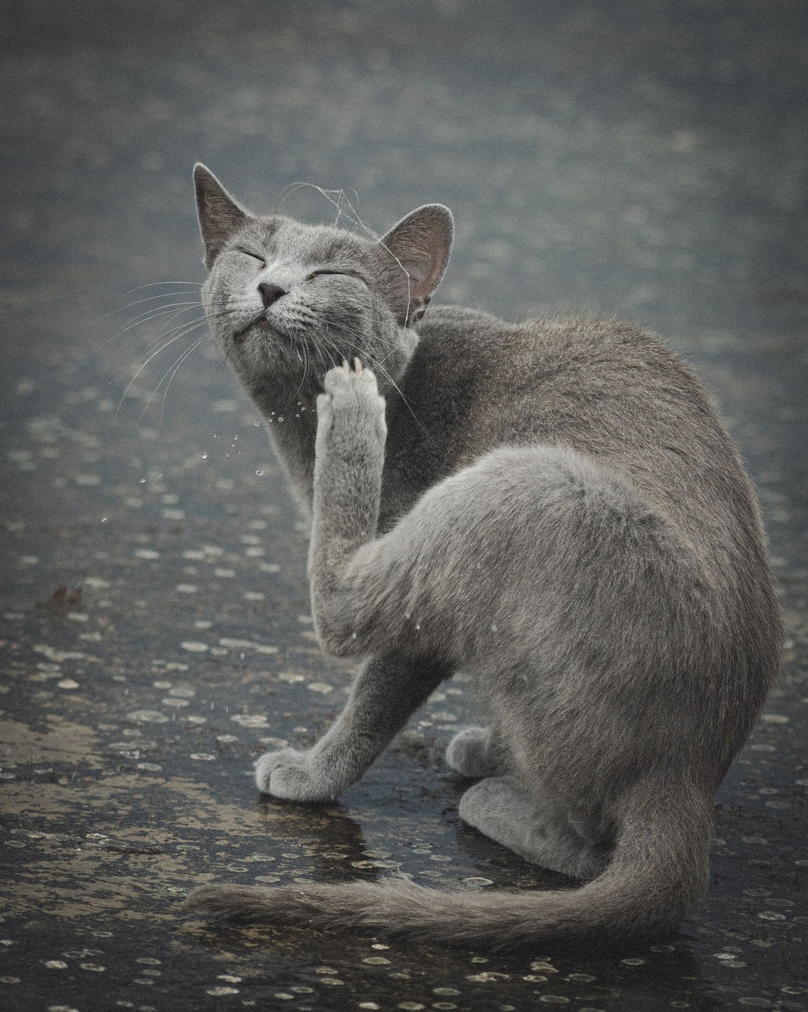 Gray cat scratching an itch on a rainy street