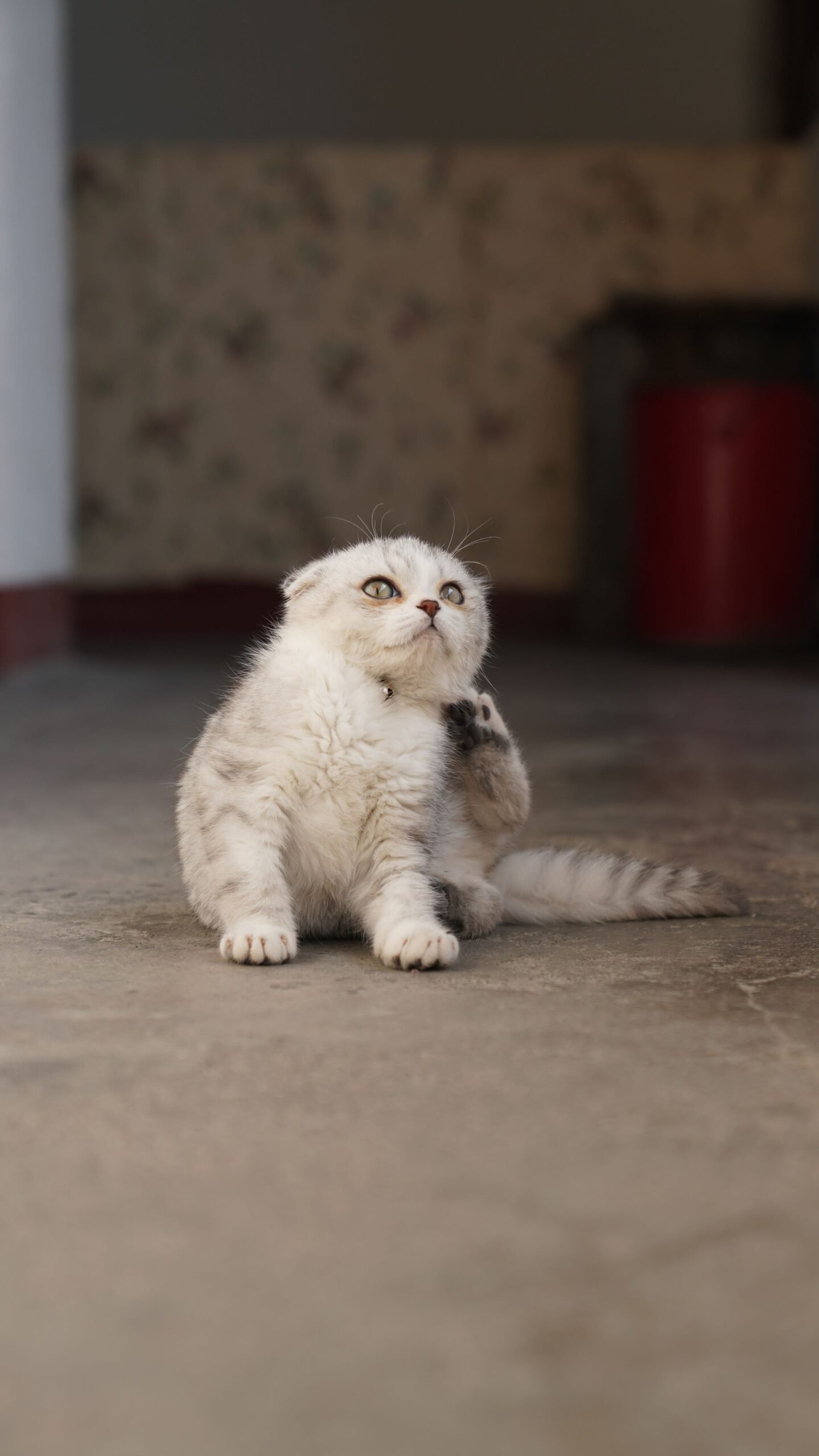 White kitten scratching its ear