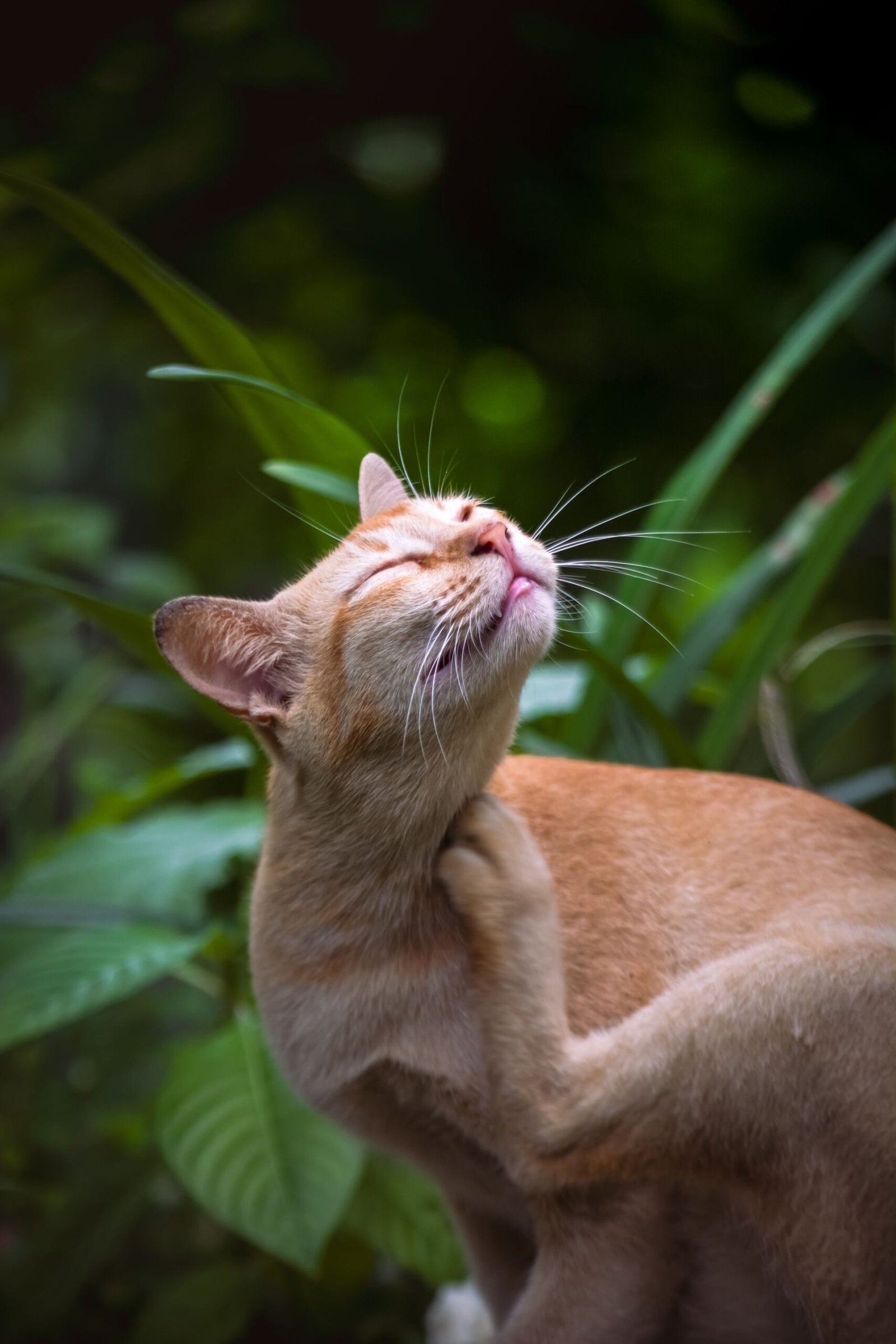 Ginger cat scratching in lush greenery