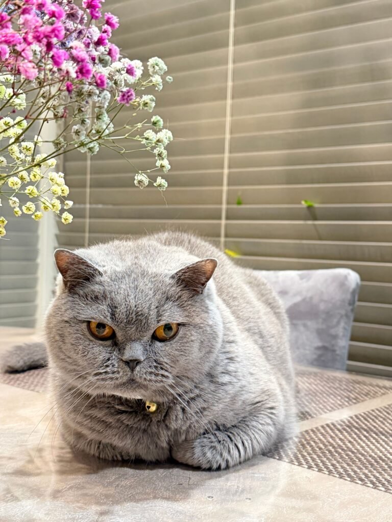 Chubby cat relaxing indoors with flowers