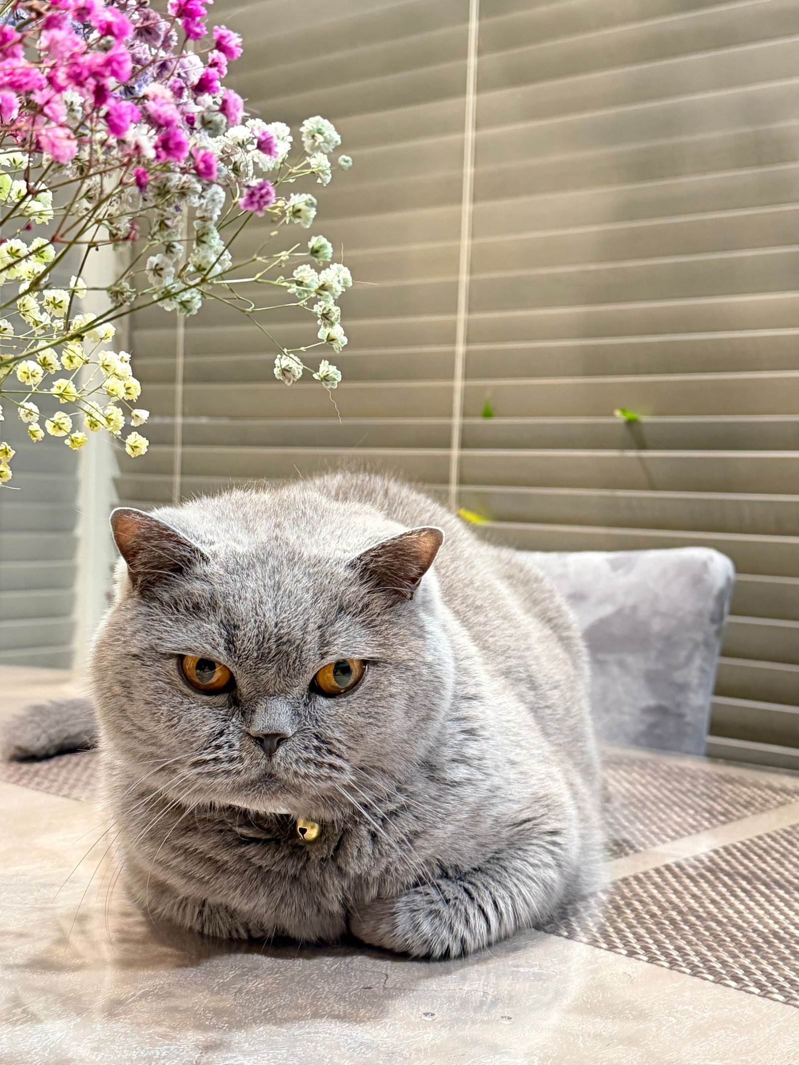 Chubby cat relaxing indoors with flowers
