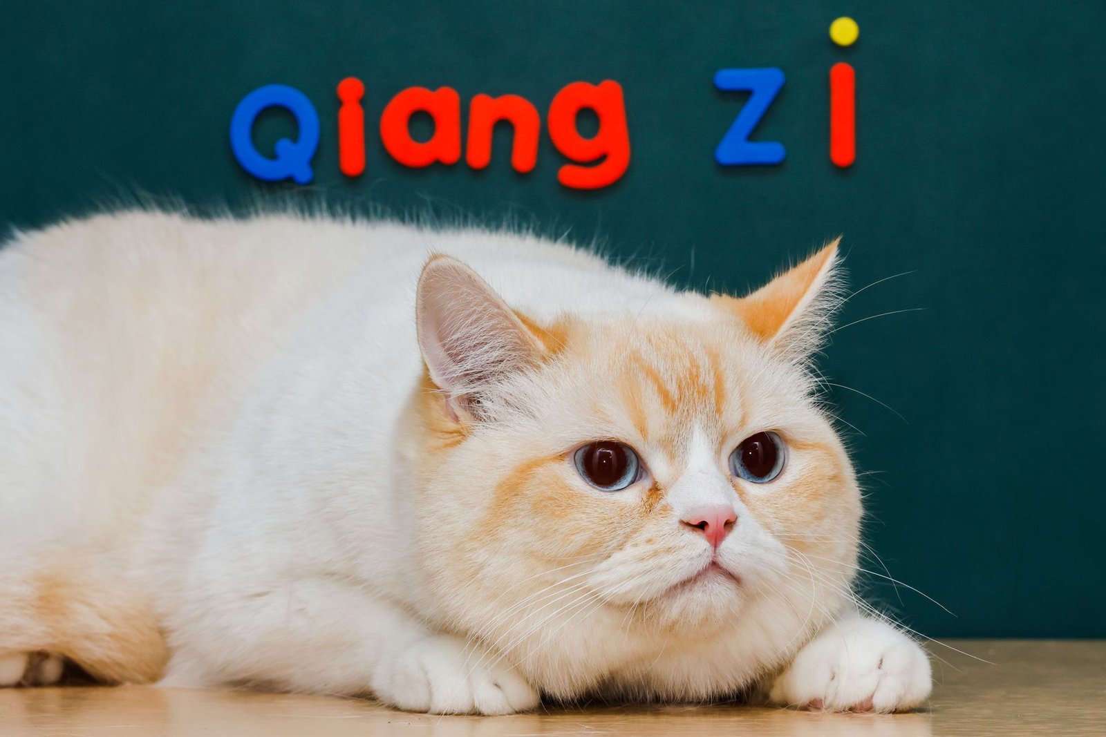 British Shorthair cat in a playful pose