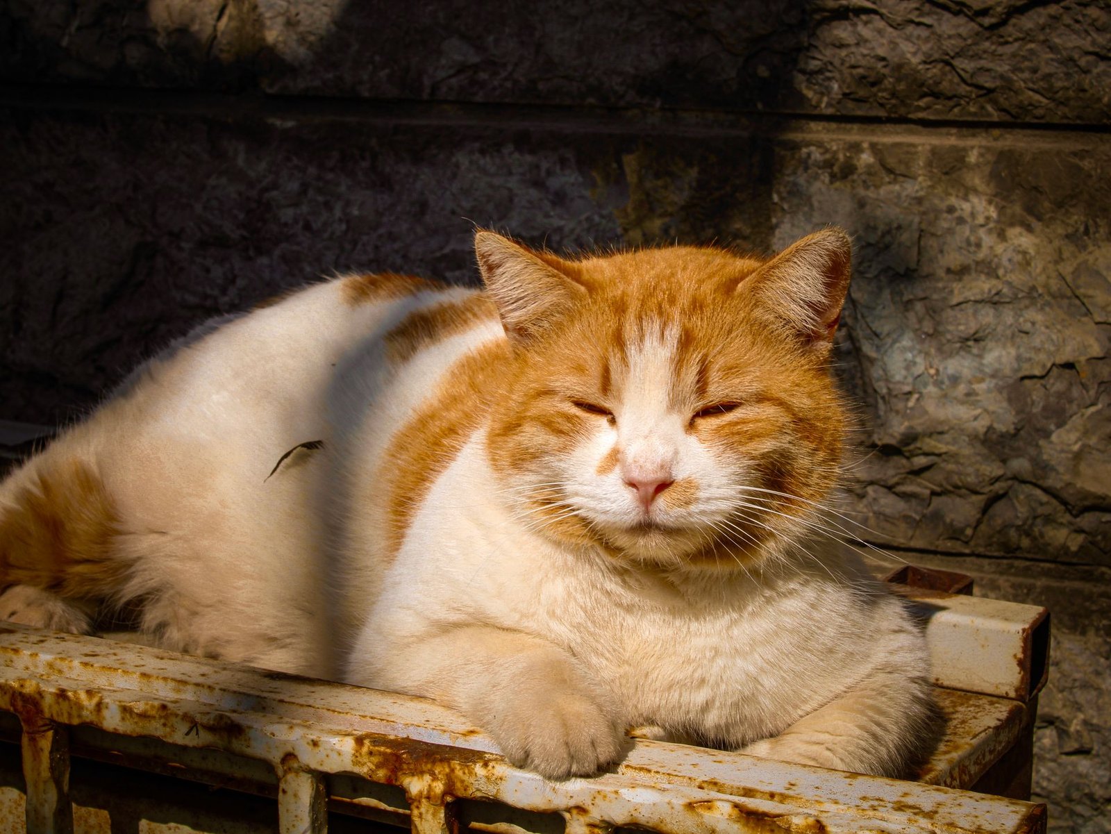 Ginger cat basking in sunlight outdoors