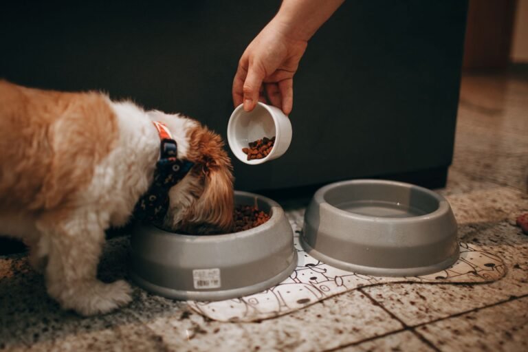 Woman hand-feeding her dog
