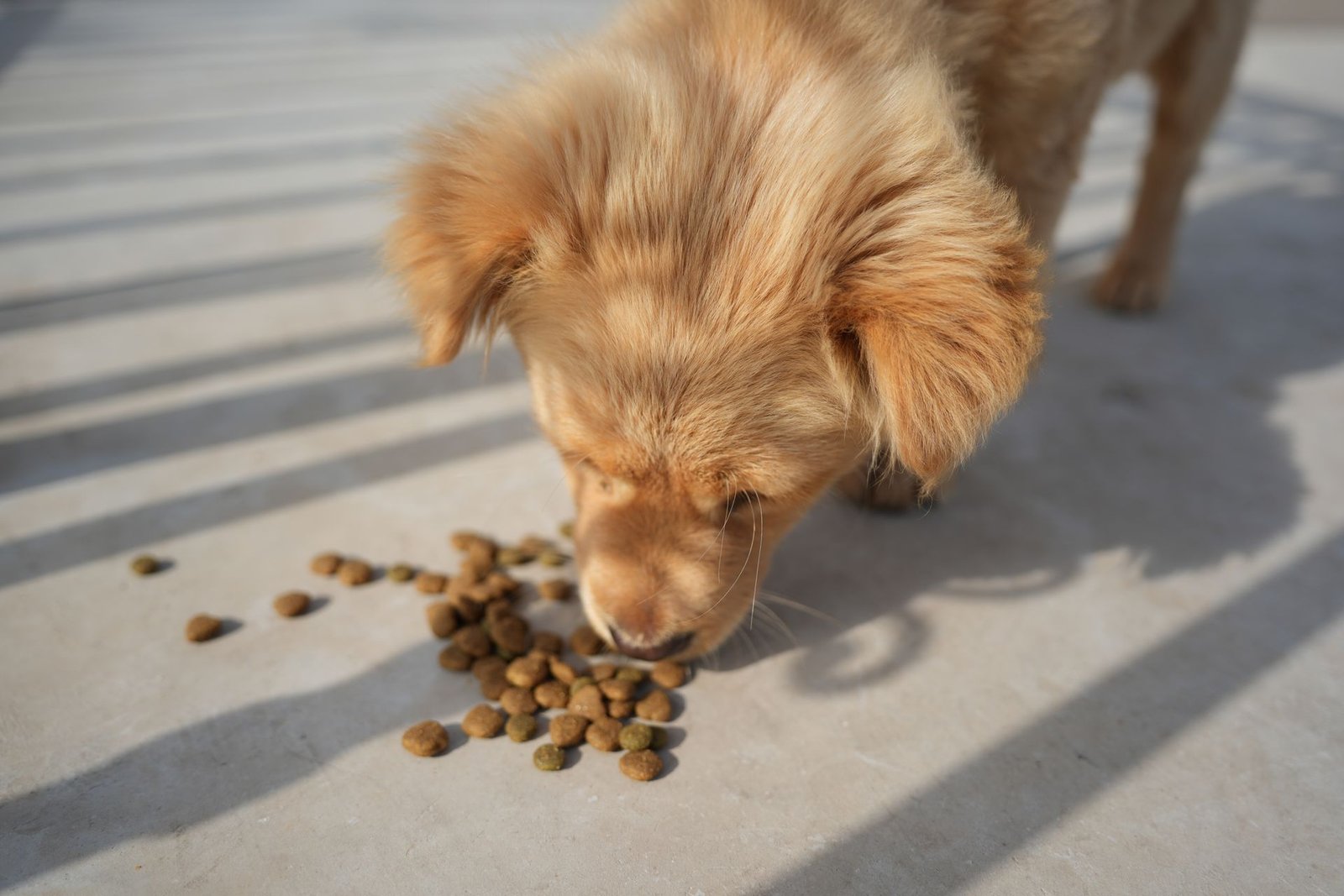Golden puppy enjoying a meal outdoors in sunlight