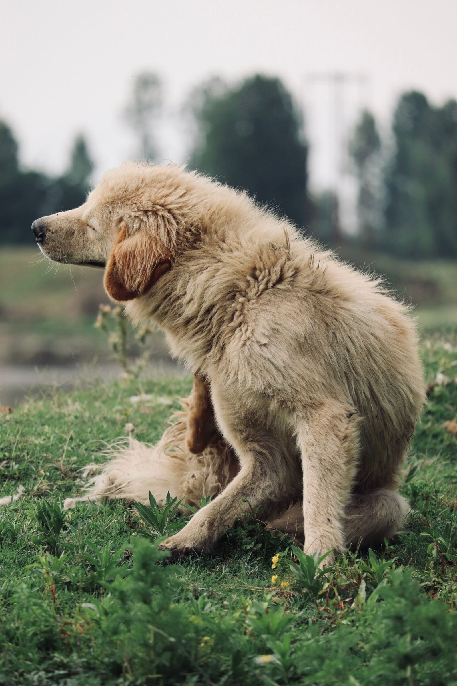 Golden retriever scratching in a green meadow