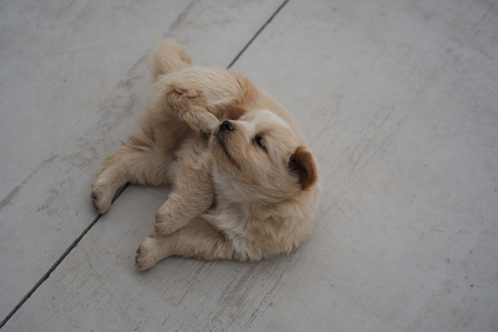 Fluffy puppy biting its paw outdoors