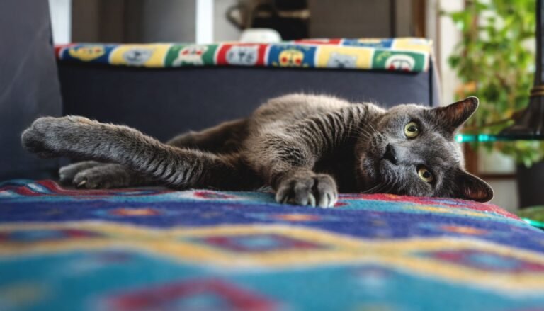 Playful gray cat relaxing indoors on a colorful blanket