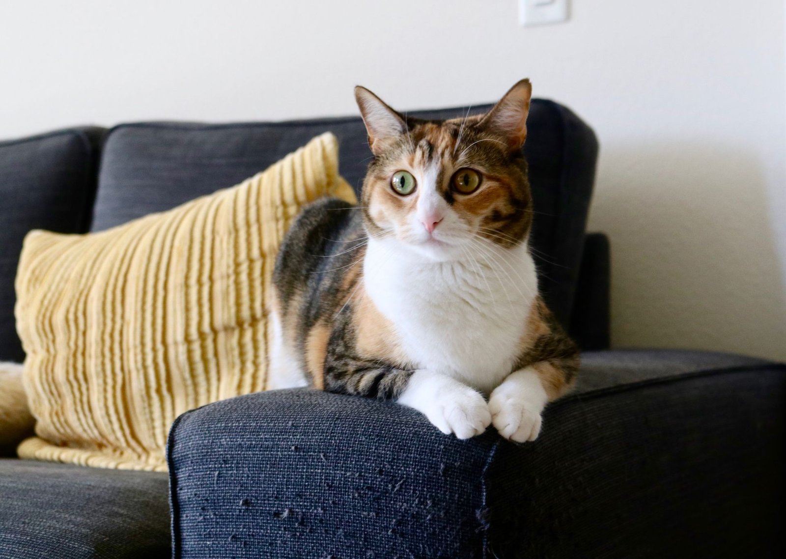 Calico cat relaxing on a modern sofa indoors