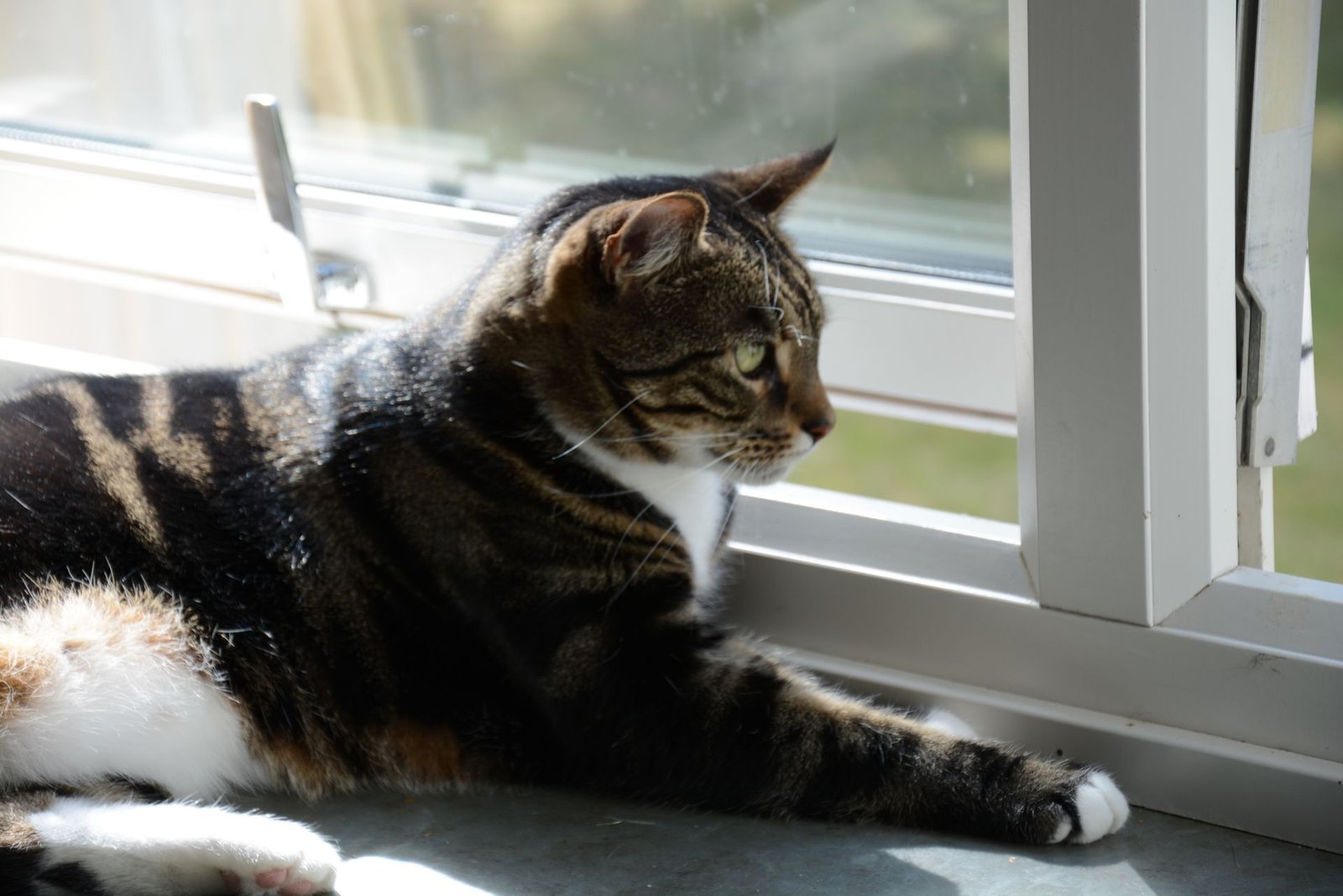 Tabby cat relaxing by a sunny window