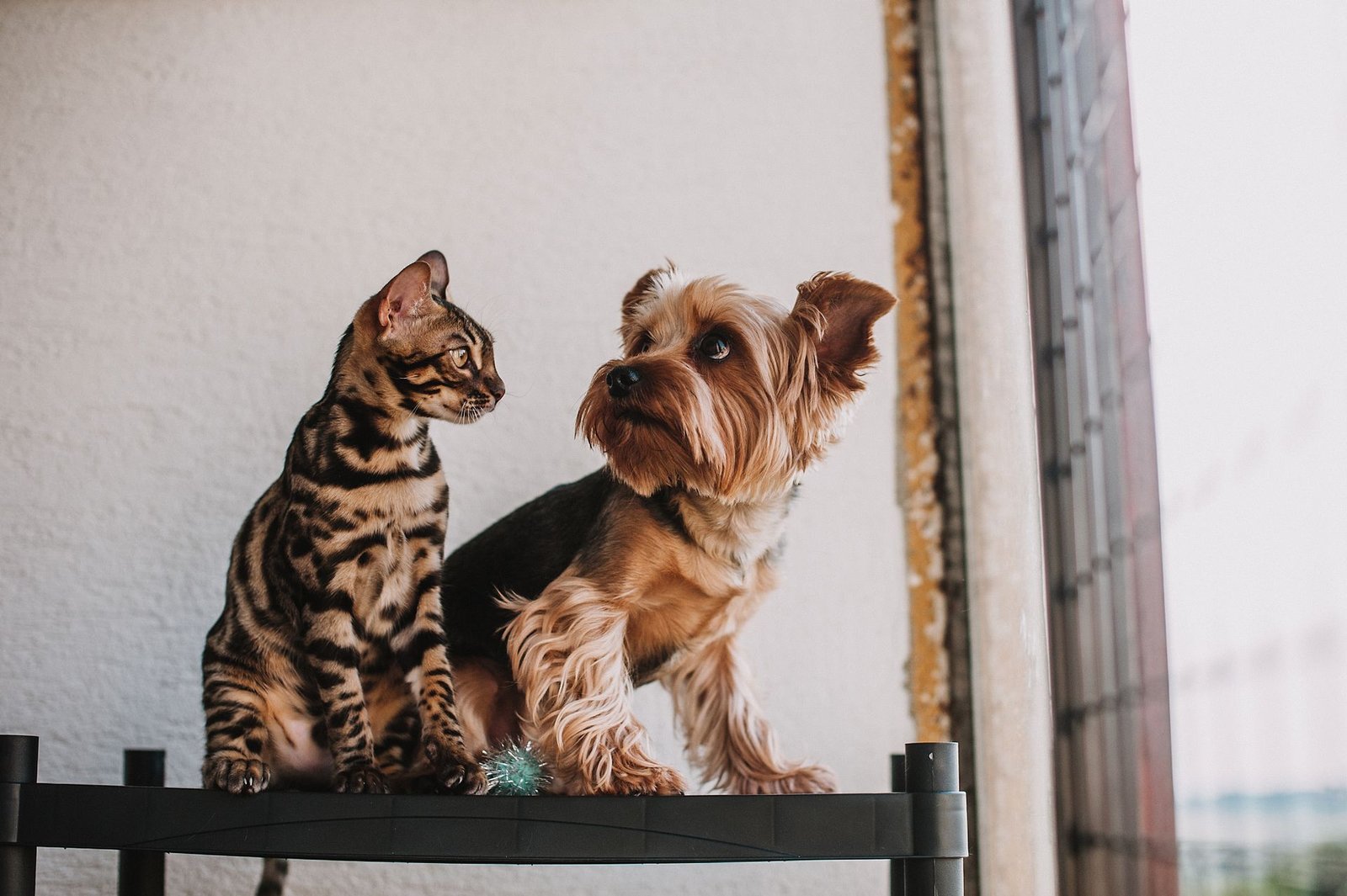 Dog and cat sitting together