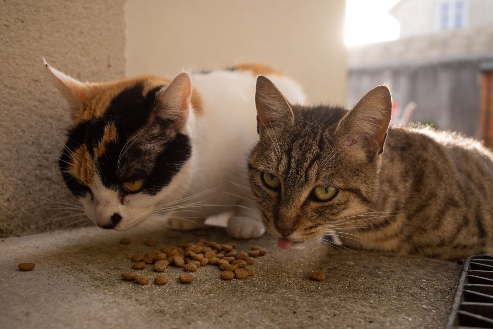 Two cats eating from bowls on a sunny day