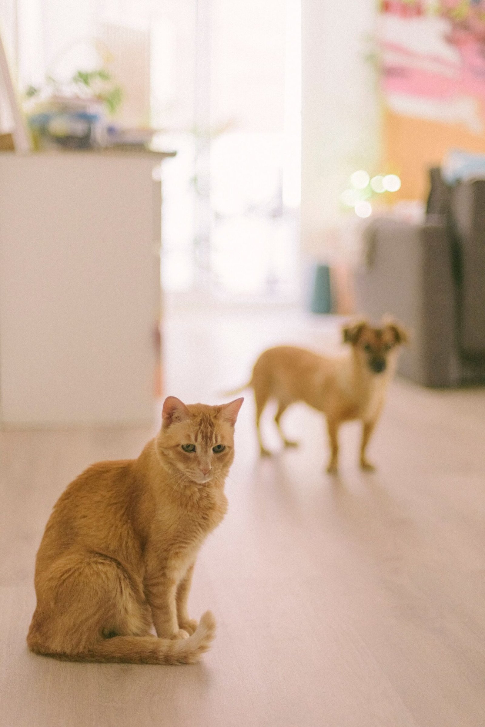 Cat and dog together on the floor in a living room