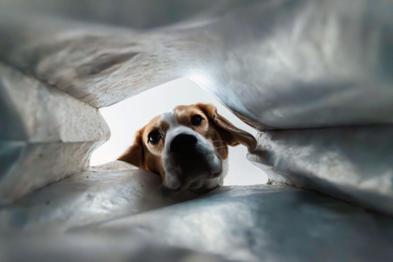 Curious beagle peering into a pet food bag