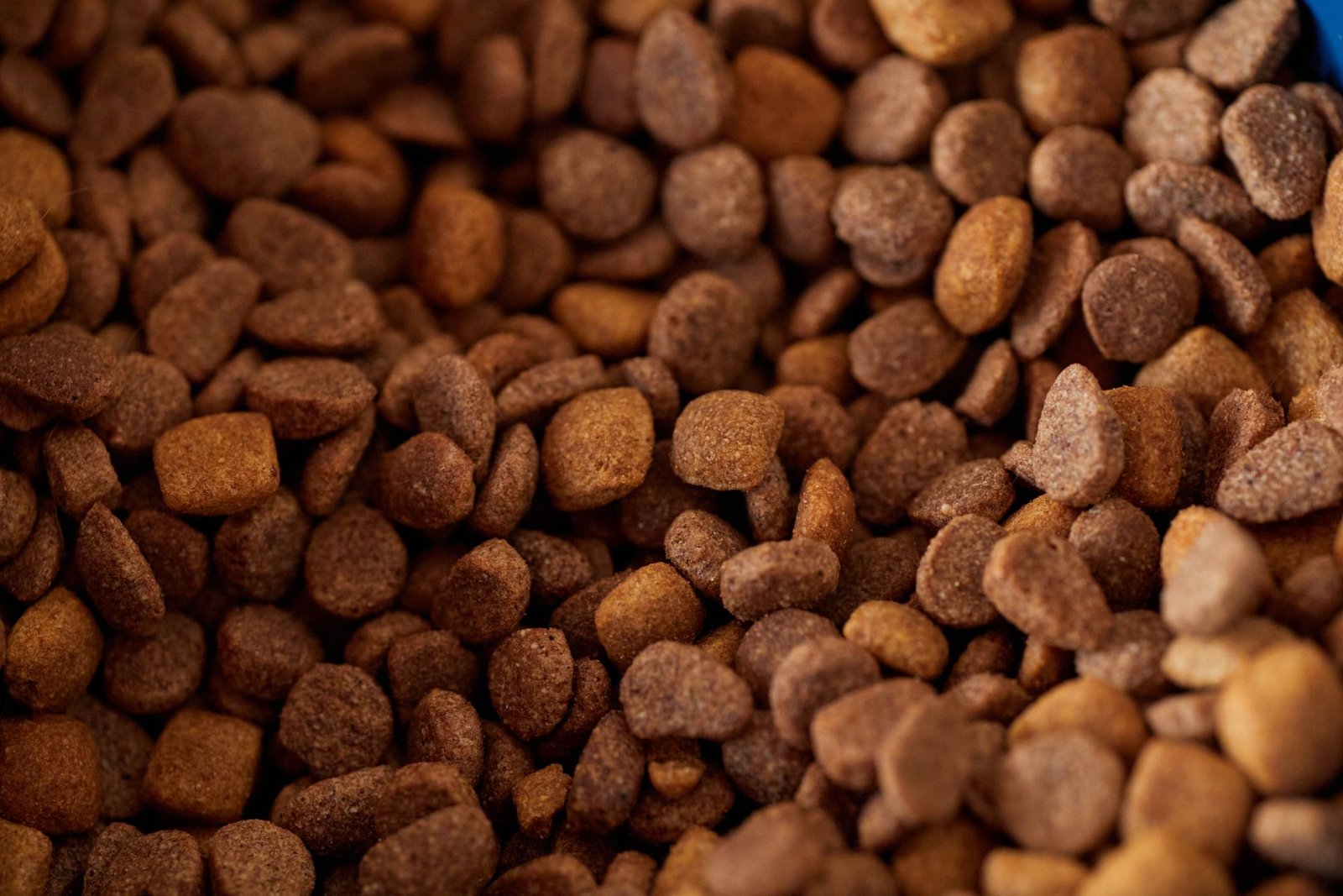 Close-up of dry dog food kibble texture