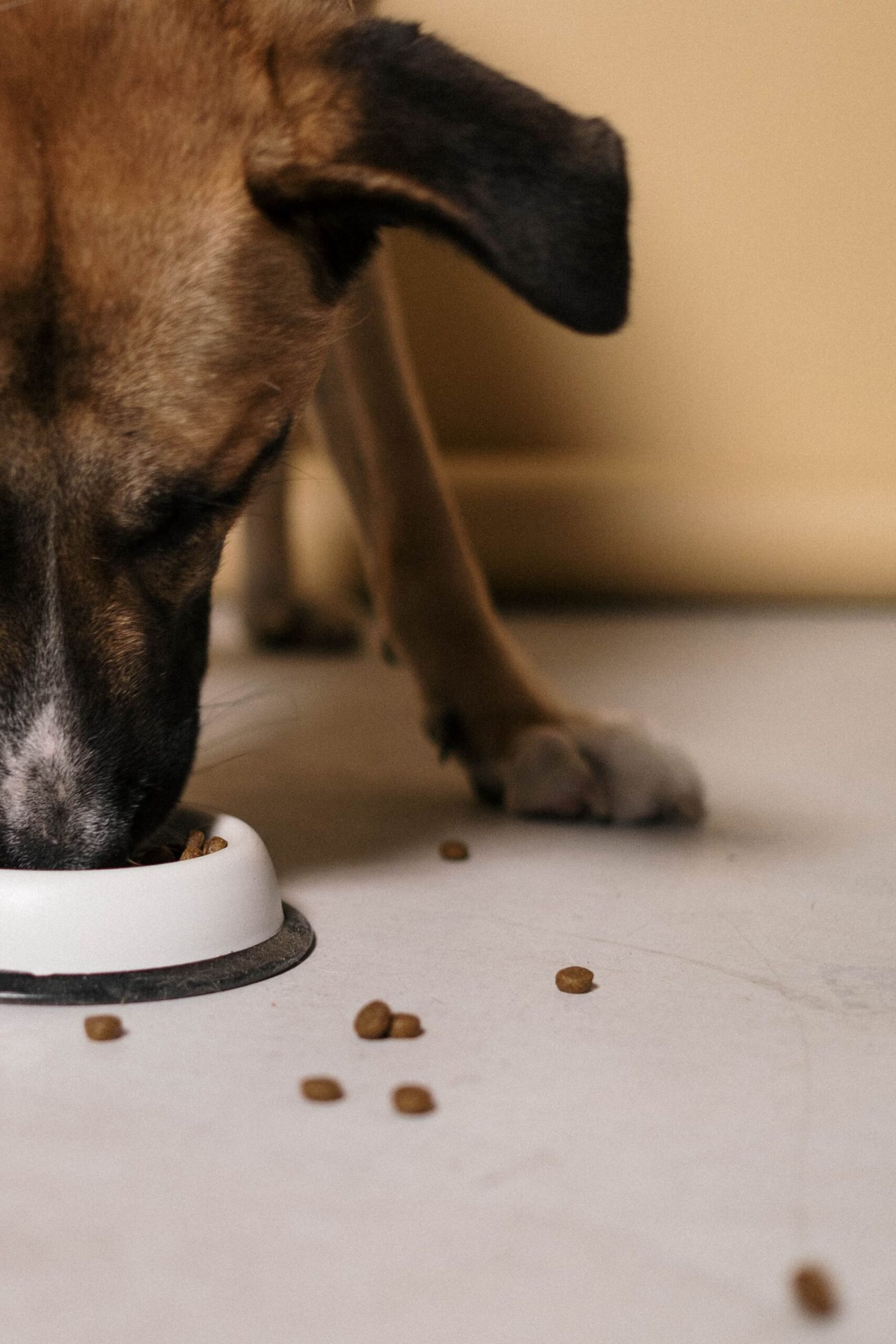 A pet dog enjoying its meal from a bowl on the floor