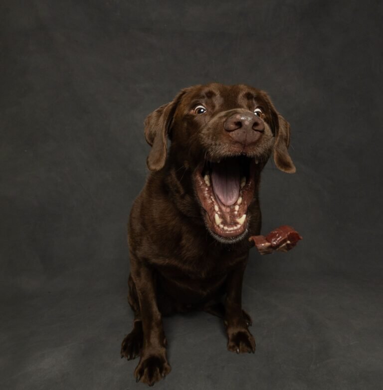 Close-up of a dog catching food