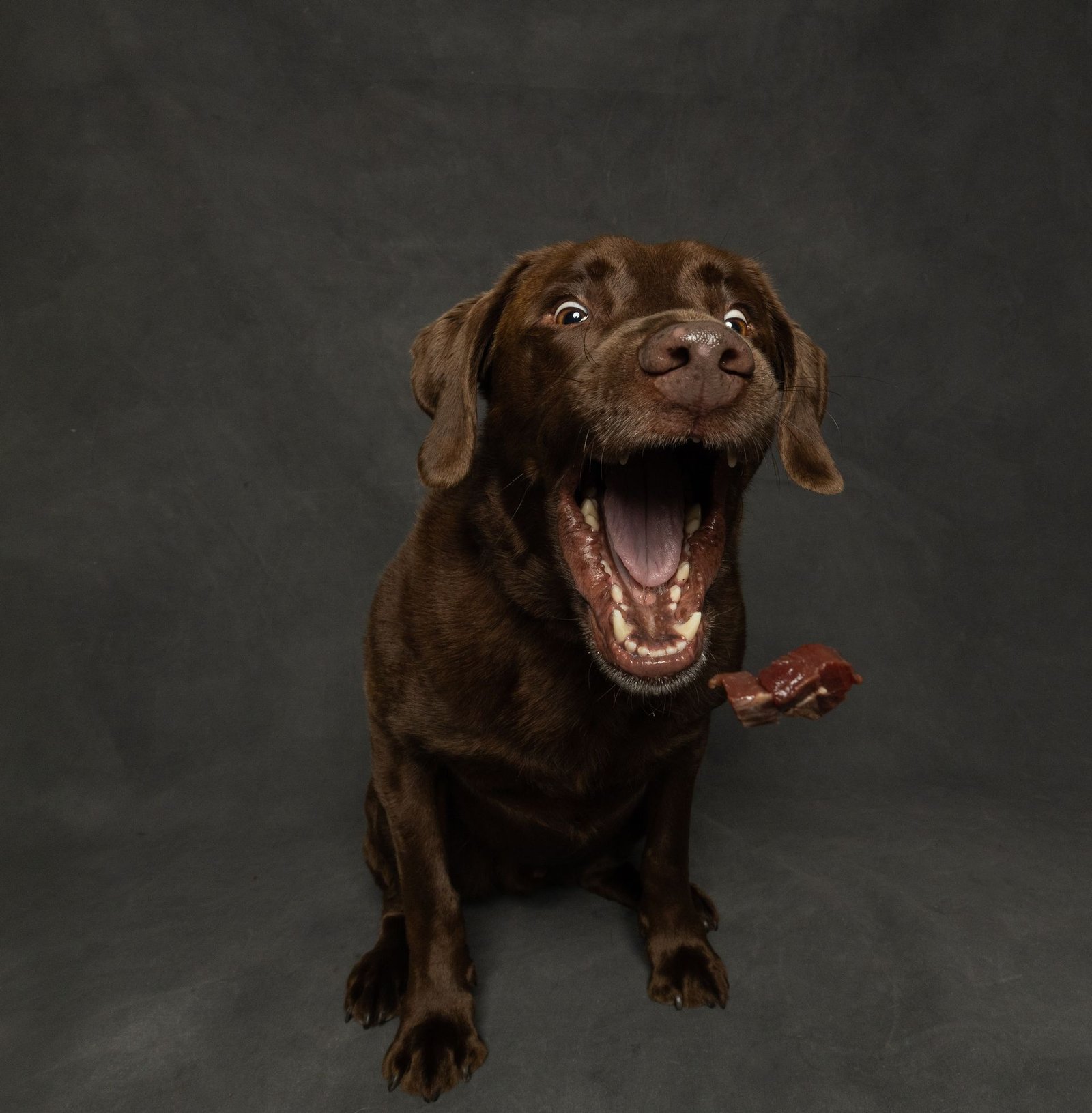 Close-up of a dog catching food