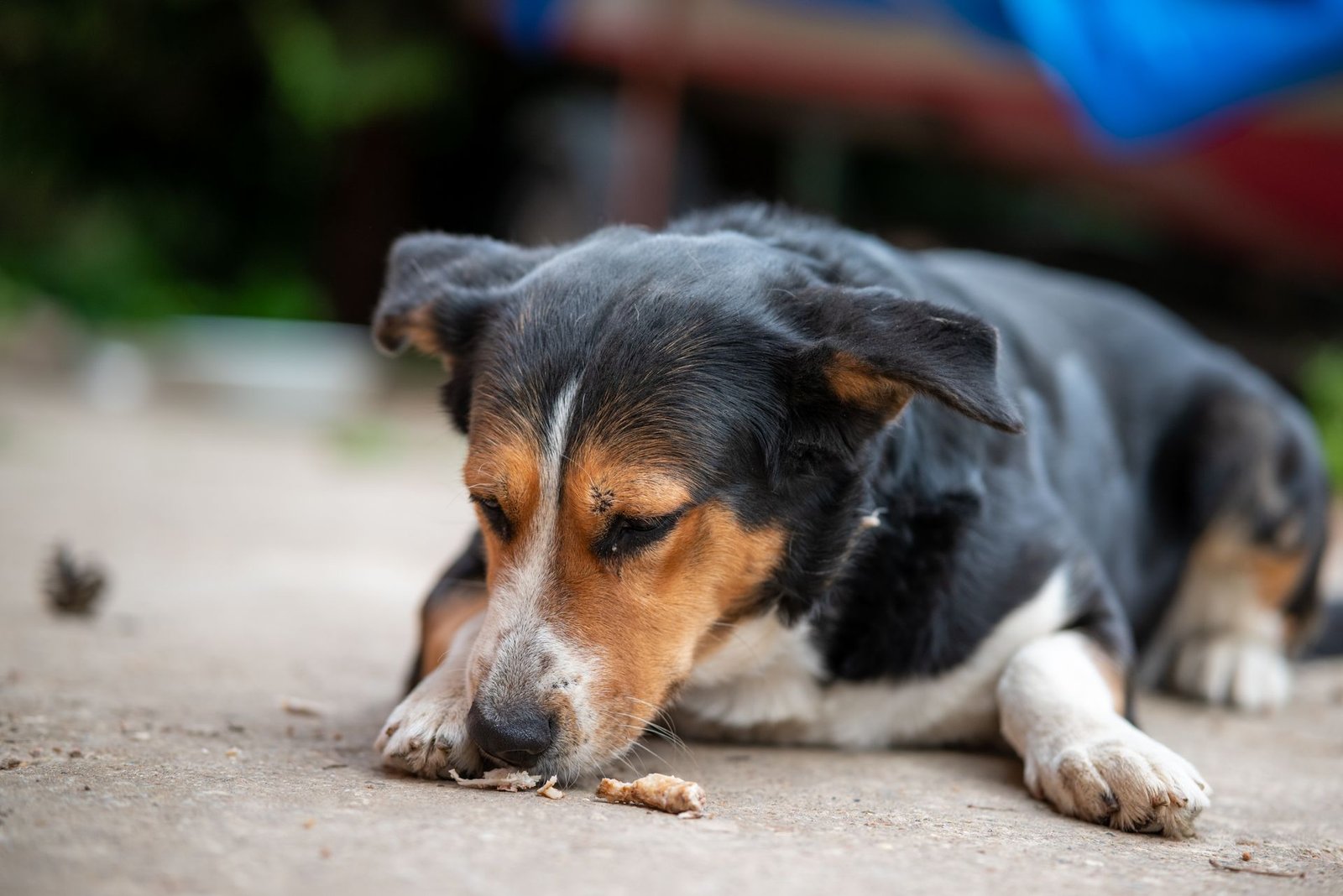 Puppy smelling its food