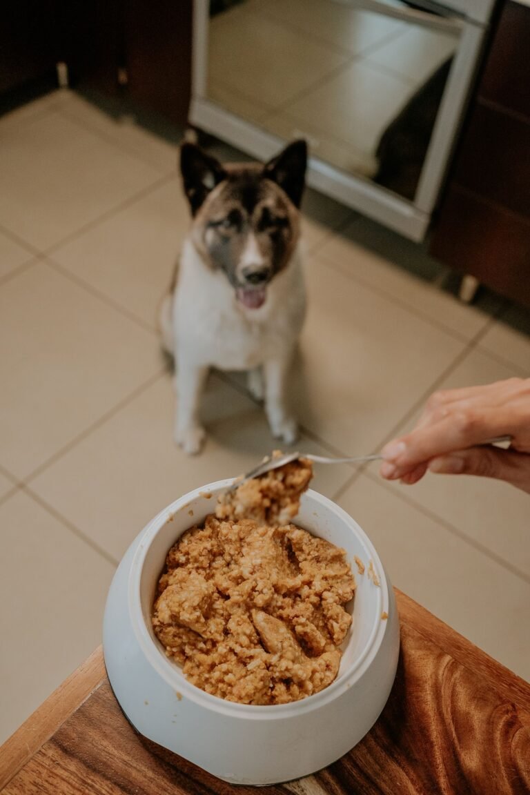 Dog eagerly awaiting a homemade meal in the kitchen