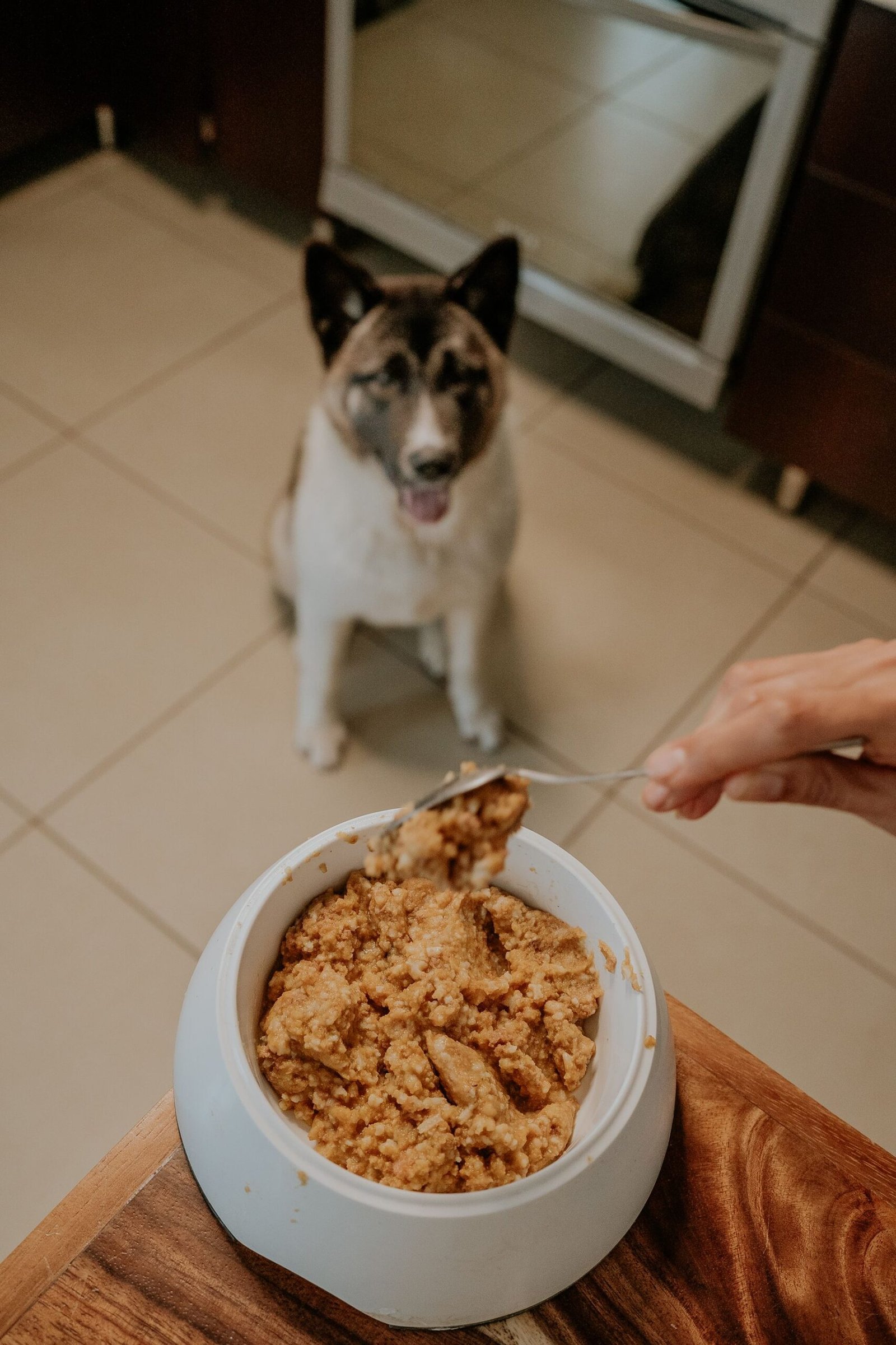 Dog eagerly awaiting a homemade meal in the kitchen