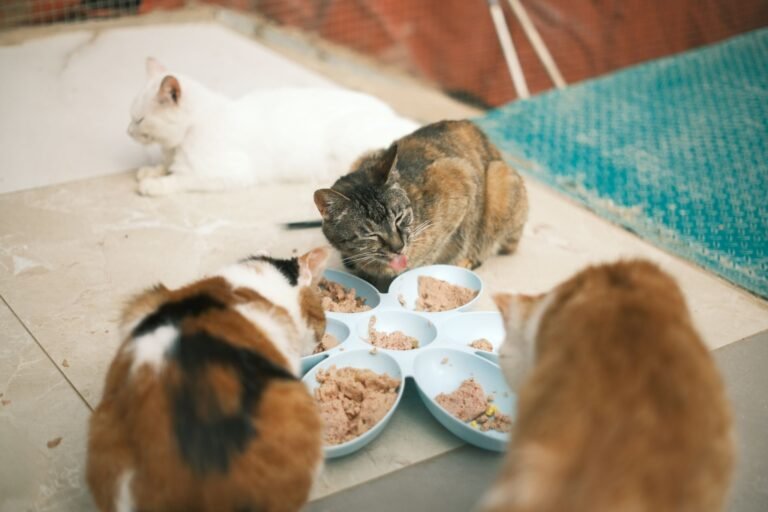 Close-up of cats eating