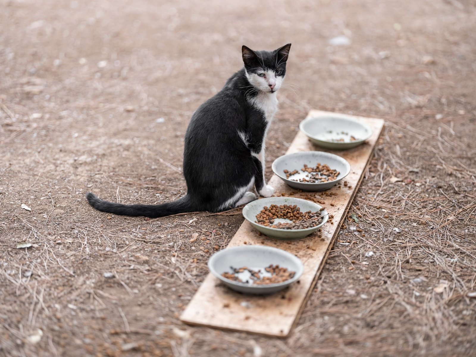 Cat sitting by bowls with food on the ground