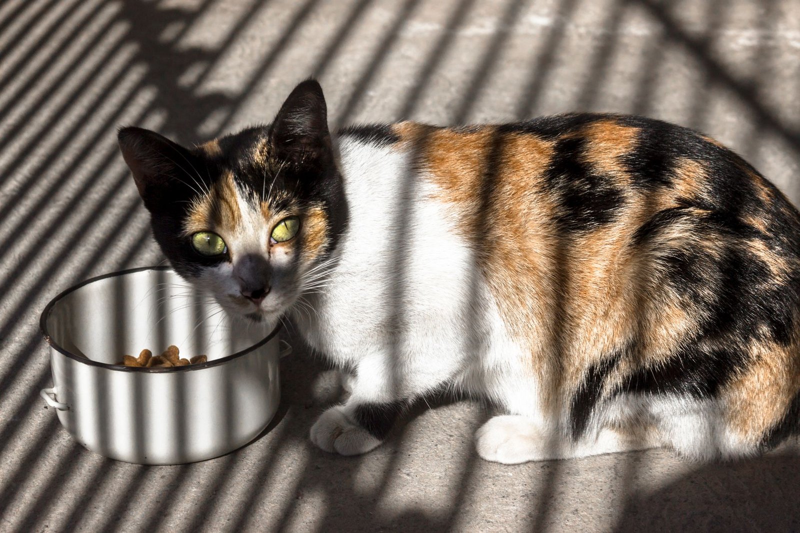 Calico cat eating from a bowl in sunlit shadows