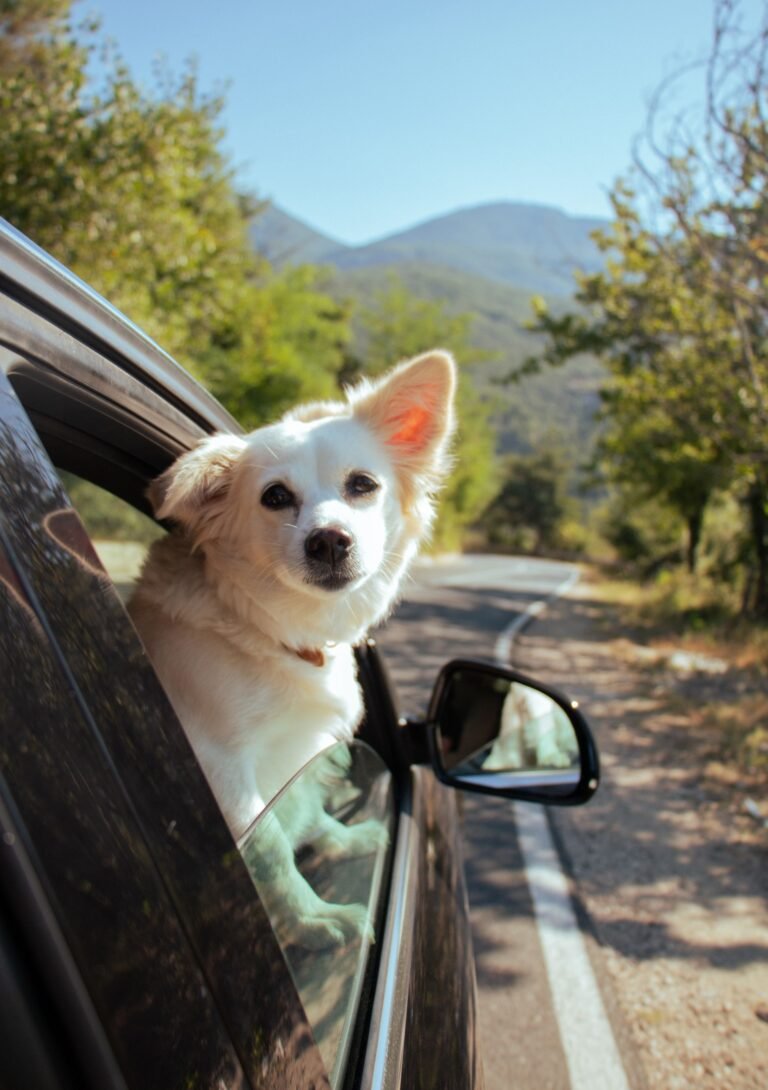 Golden retriever peeking out of a car window