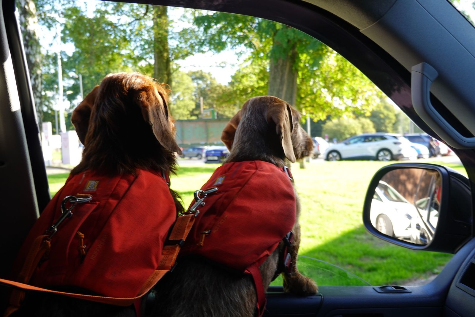 Dogs enjoying a car ride with red backpacks