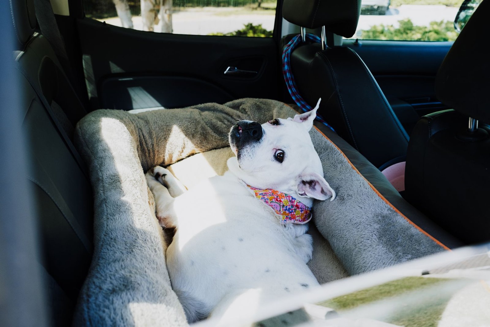 White dog relaxing in a car backseat with a bed