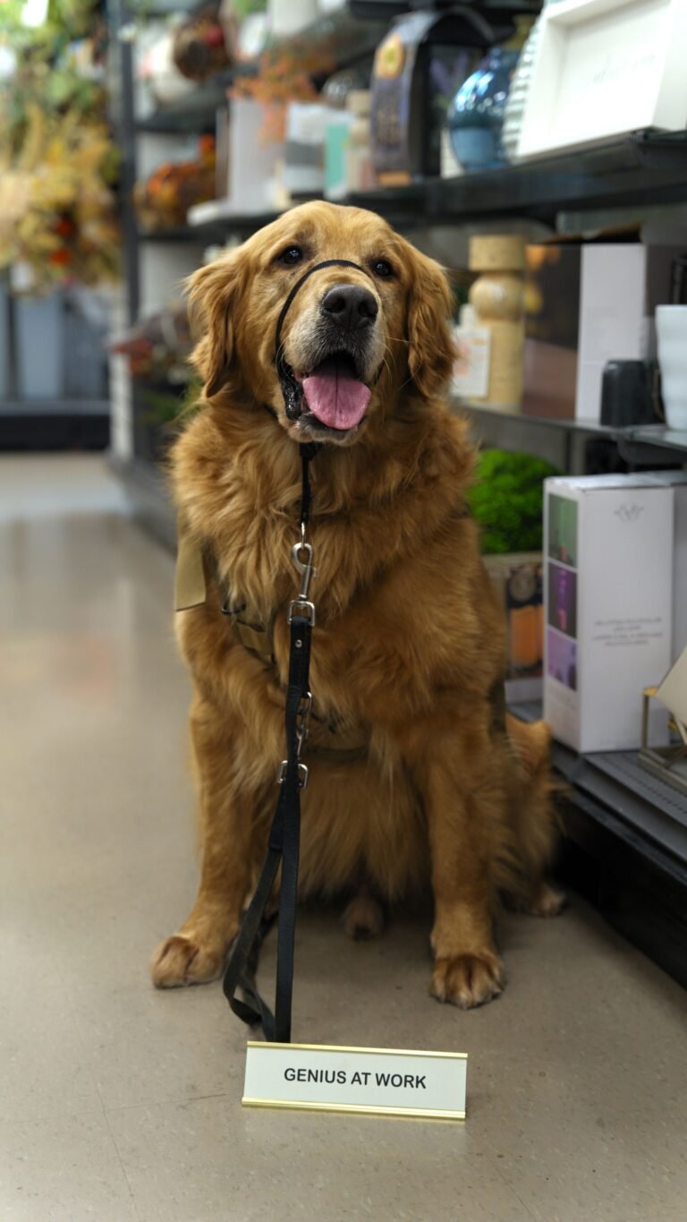 Golden retriever sitting in a store aisle