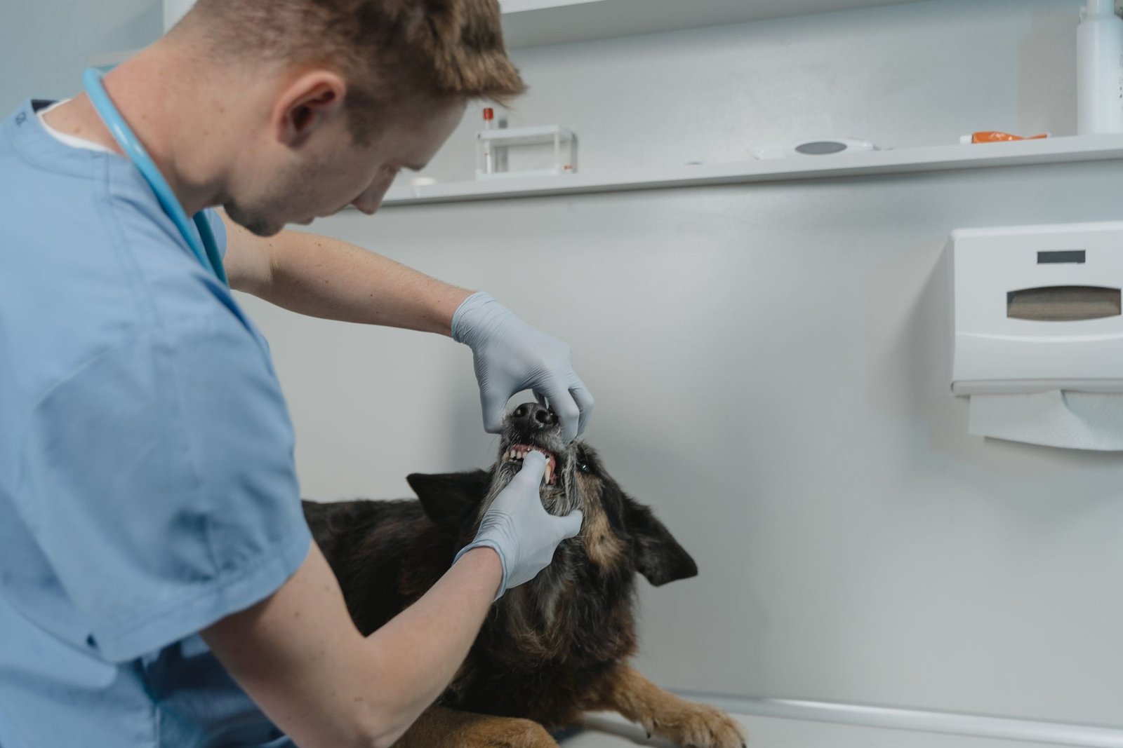 Veterinarian examining a dog's teeth in a clinic