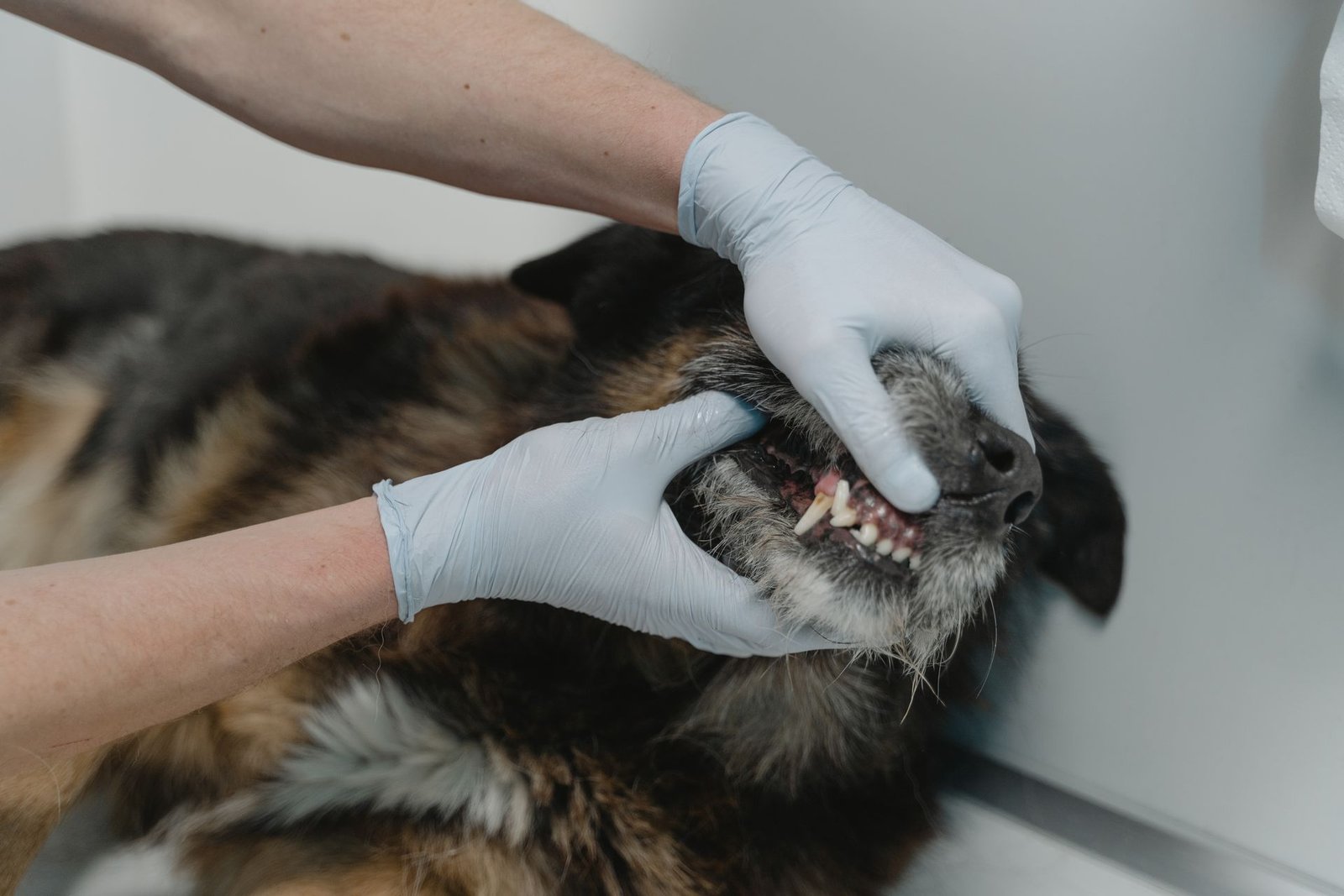 Close-up of gloved hands checking a dog's teeth