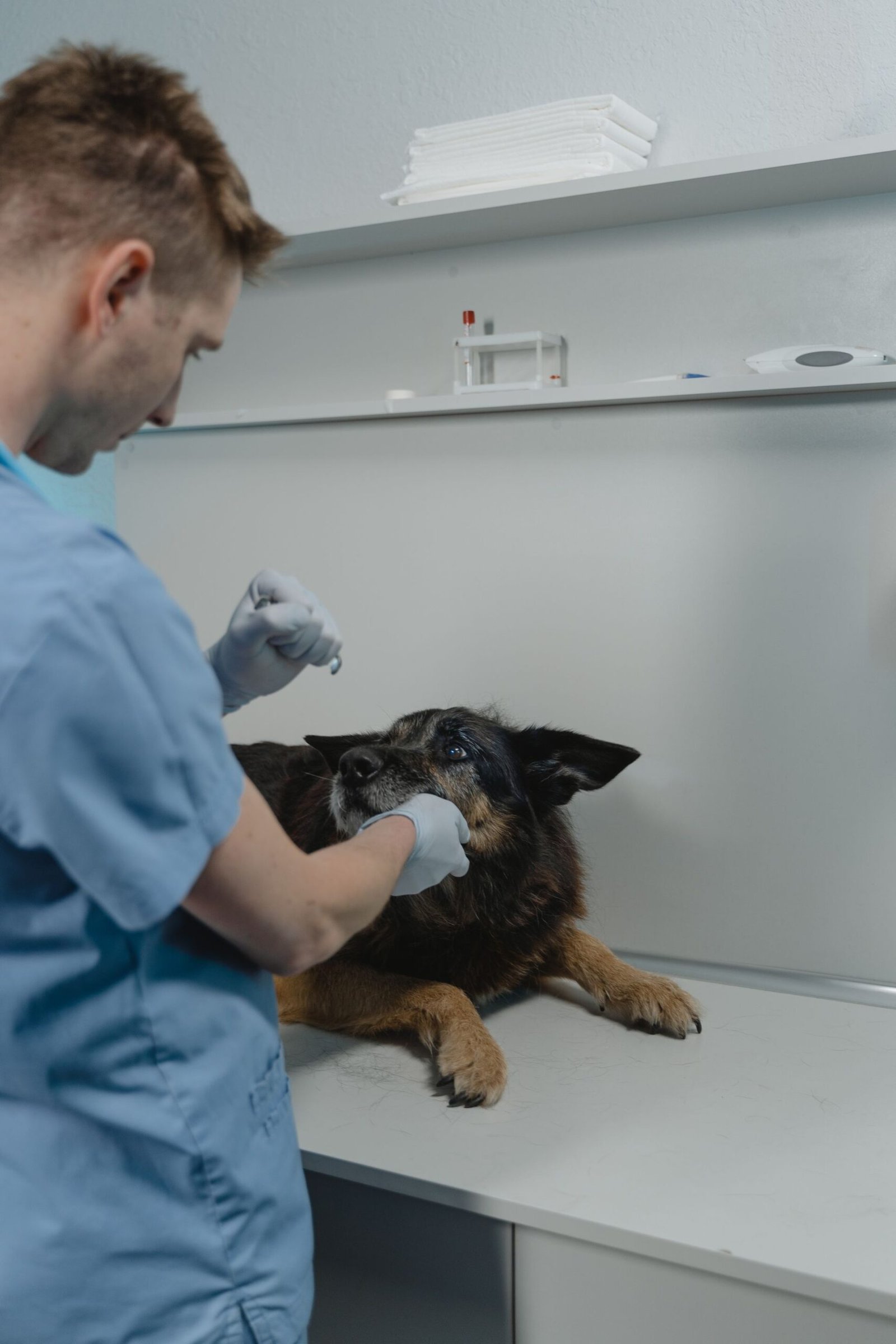 Veterinarian performing a dental check on a dog