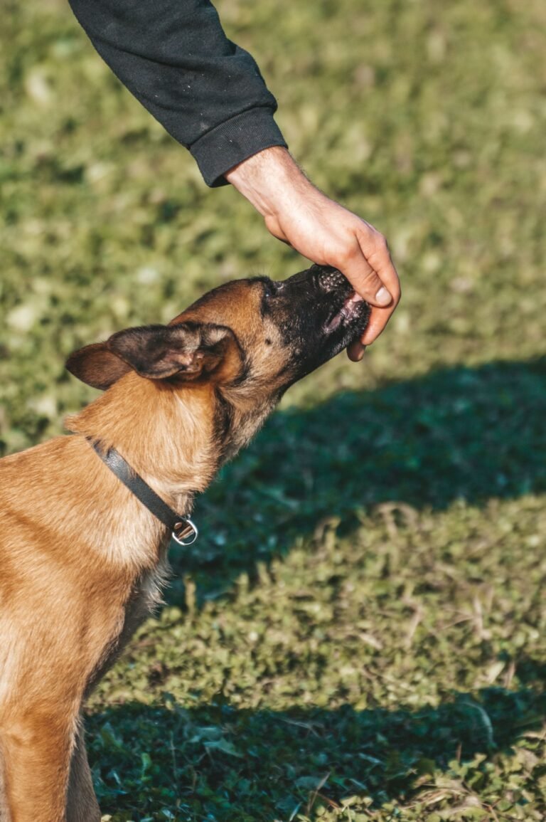 A dog eats a treat offered by an owner's hand in a sunny outdoor setting