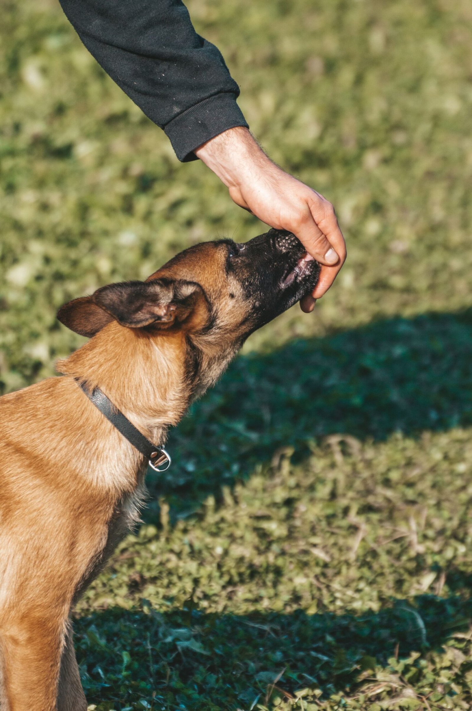 A dog eats a treat offered by an owner's hand in a sunny outdoor setting