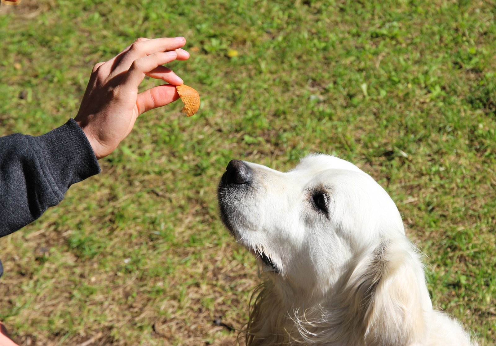 Golden Retriever focused on a treat in an outdoor setting