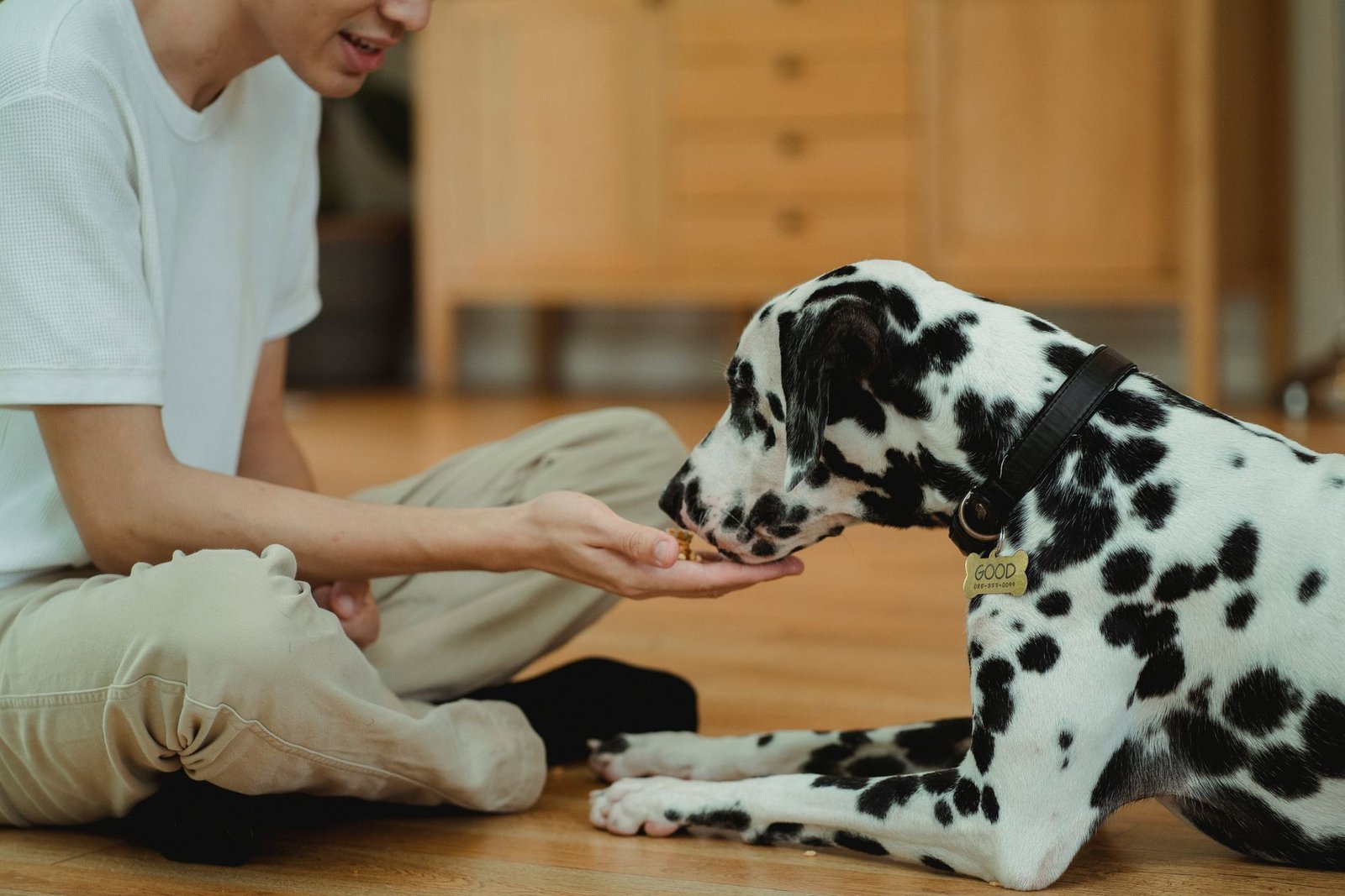 A Dalmatian dog being hand-fed treats by a person indoors