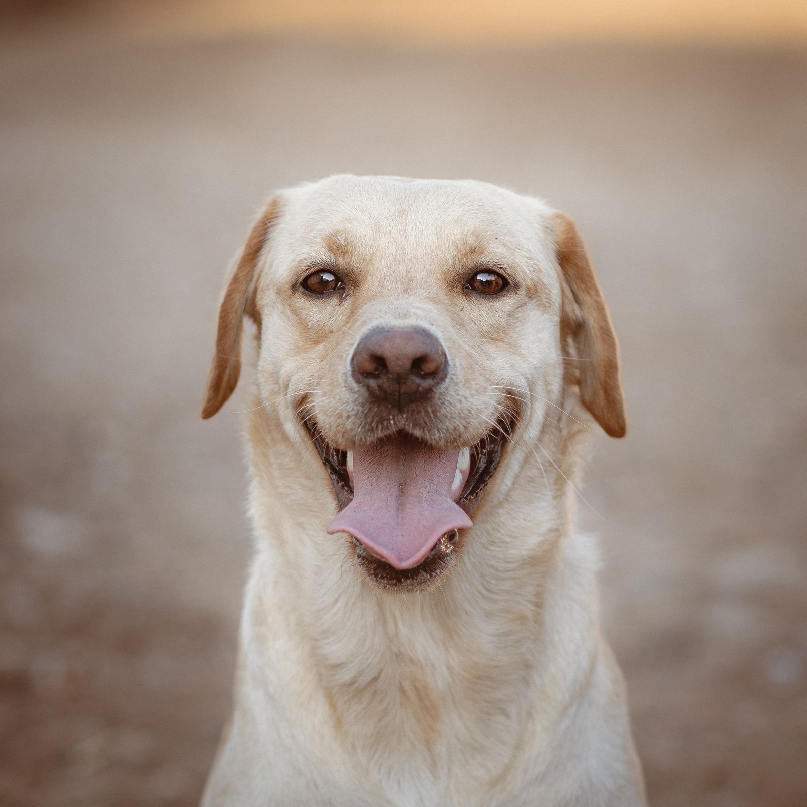 A cheerful Labrador Retriever with a playful expression sitting outdoors