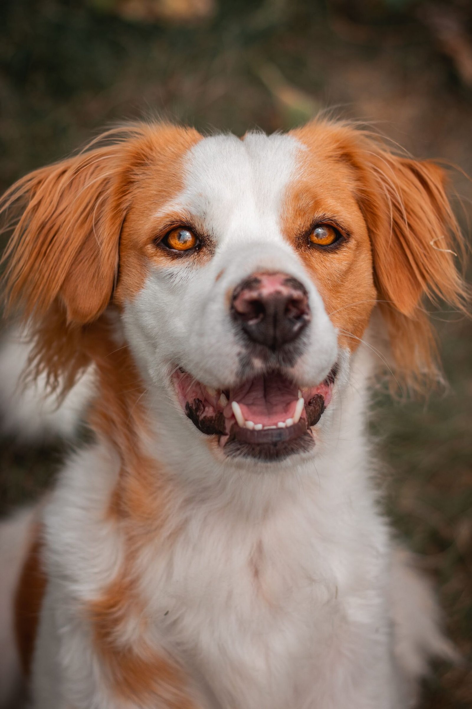 Charming portrait of a white and orange dog looking up with a happy expression