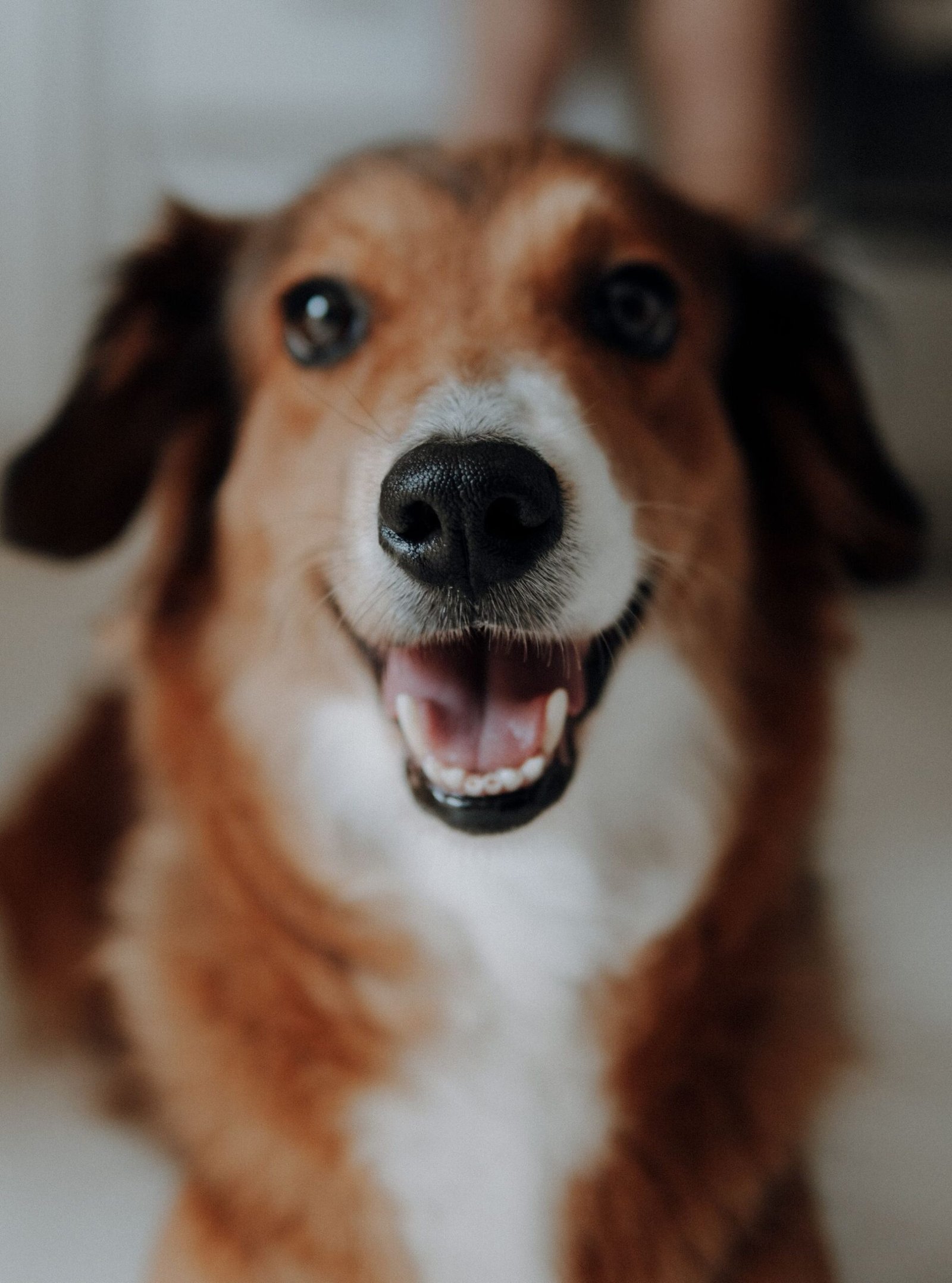 Adorable brown and white dog with a big smile, captured indoors during the day