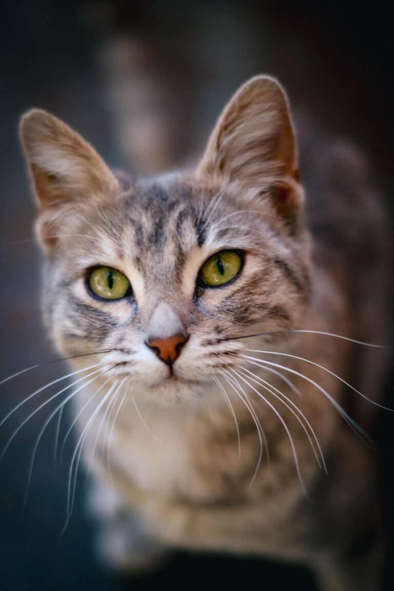 A close-up portrait of a gray tabby cat with striking green eyes and long whiskers