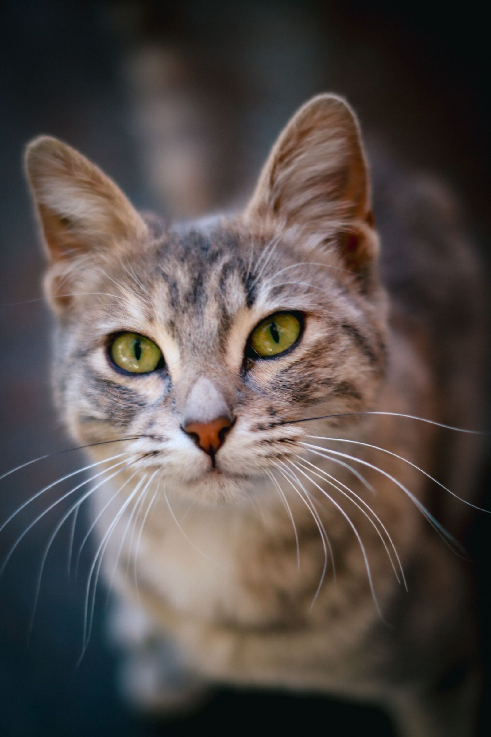 A close-up portrait of a gray tabby cat with striking green eyes and long whiskers
