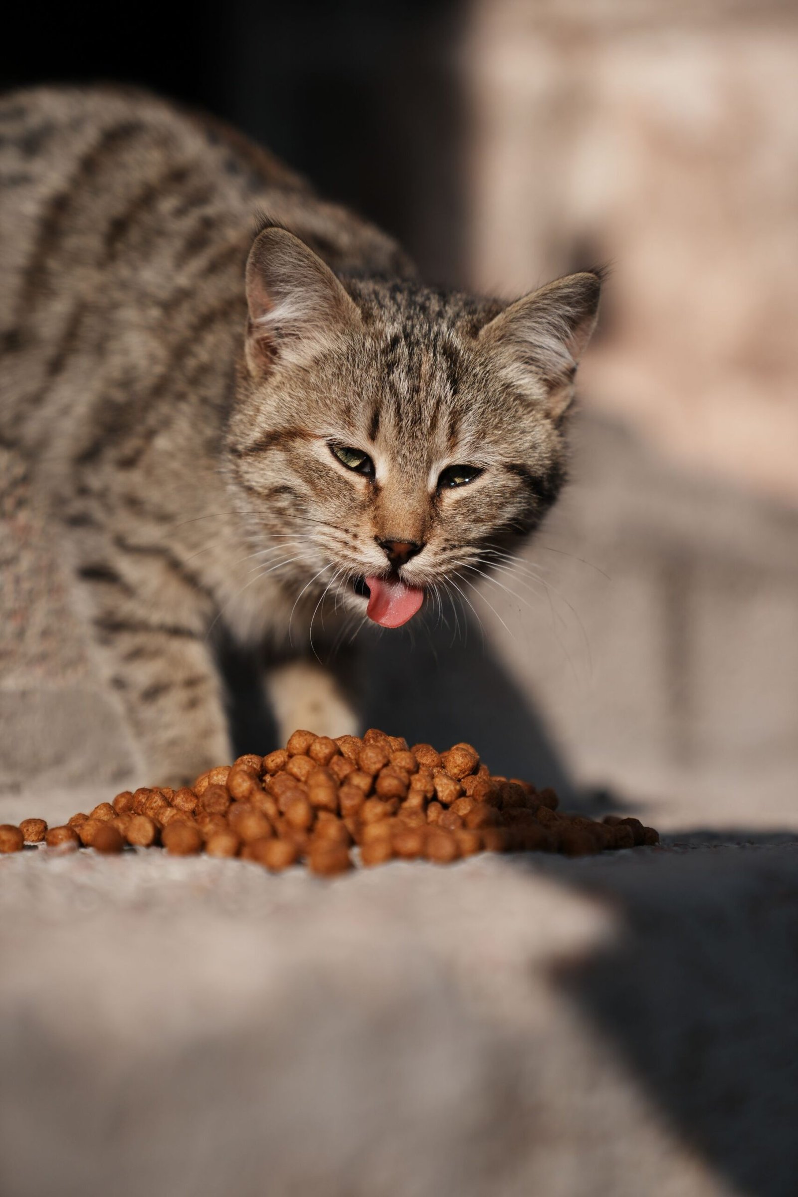 Cute tabby cat enjoys a meal of dry kibble in sunny outdoor setting