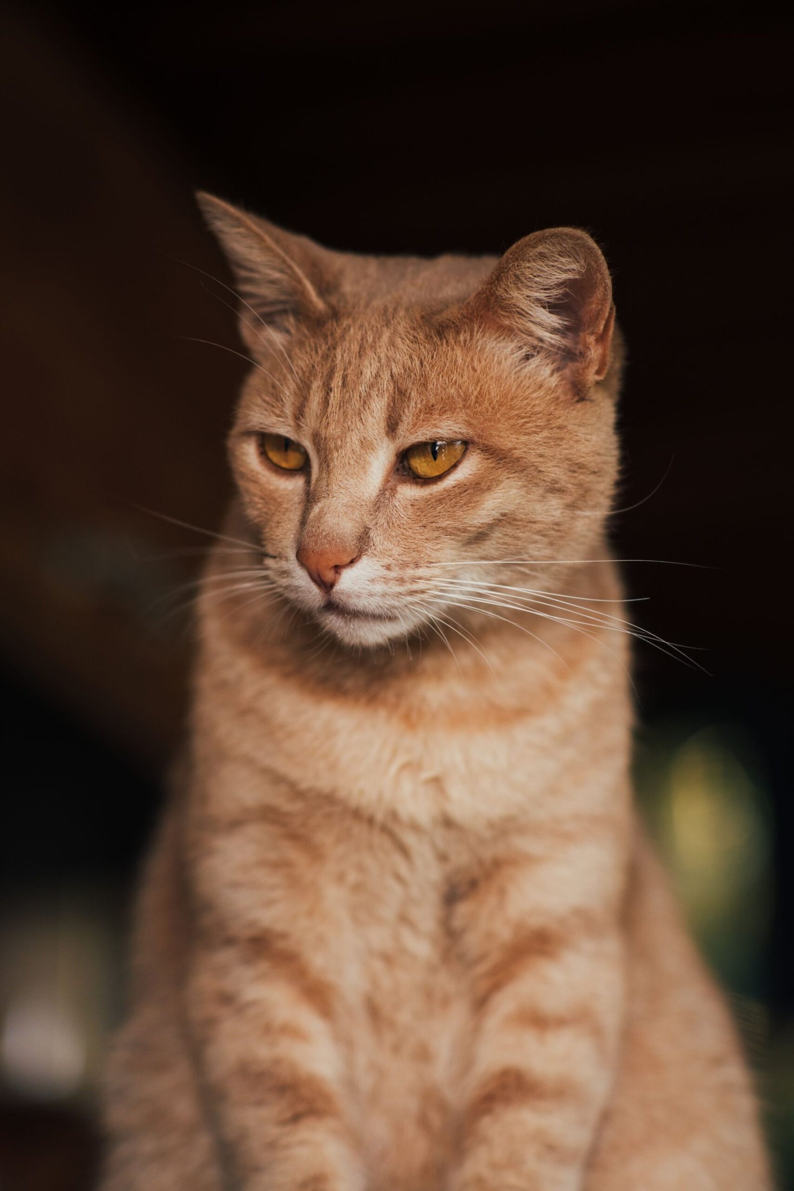 Charming portrait of a ginger tabby cat with a thoughtful expression in soft indoor lighting